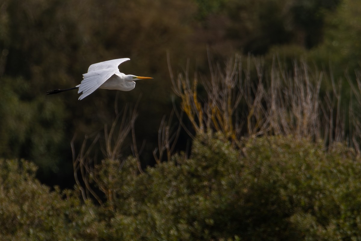 Great Egret - ML623763800