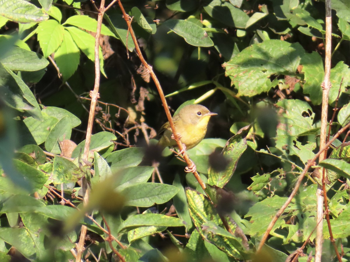 Nashville Warbler - Christine Cote