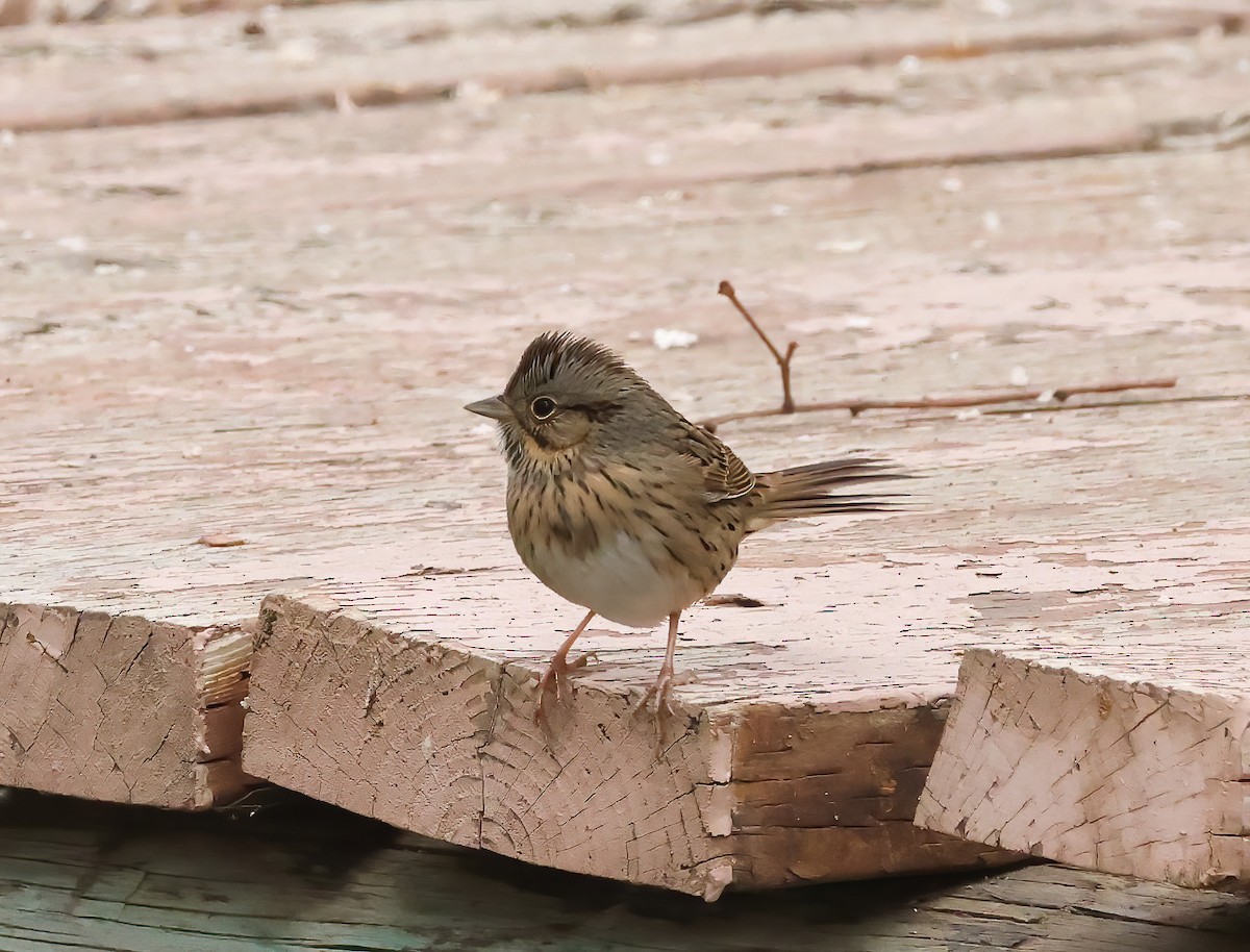 Lincoln's Sparrow - ML623763829