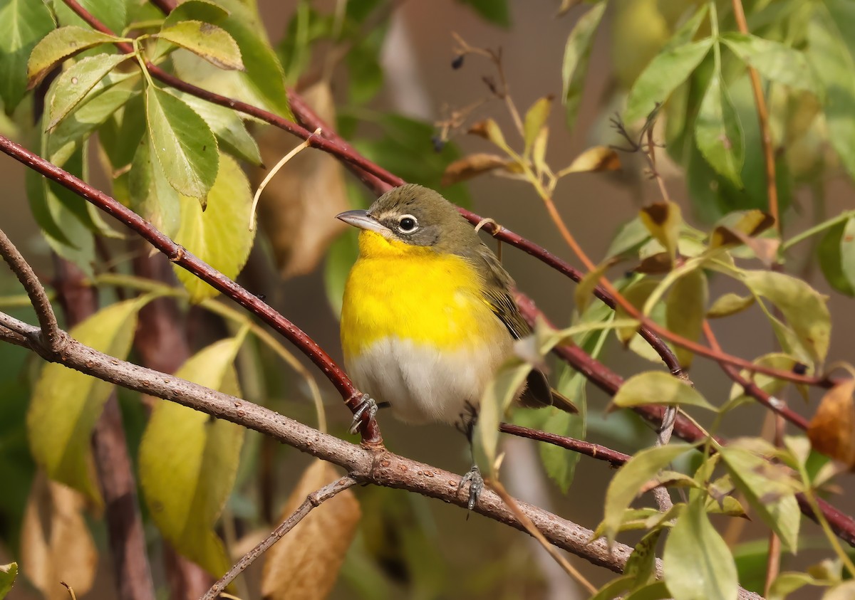 Yellow-breasted Chat - ML623763853