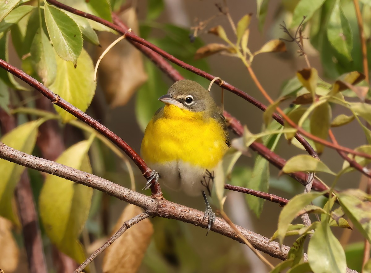 Yellow-breasted Chat - ML623763854