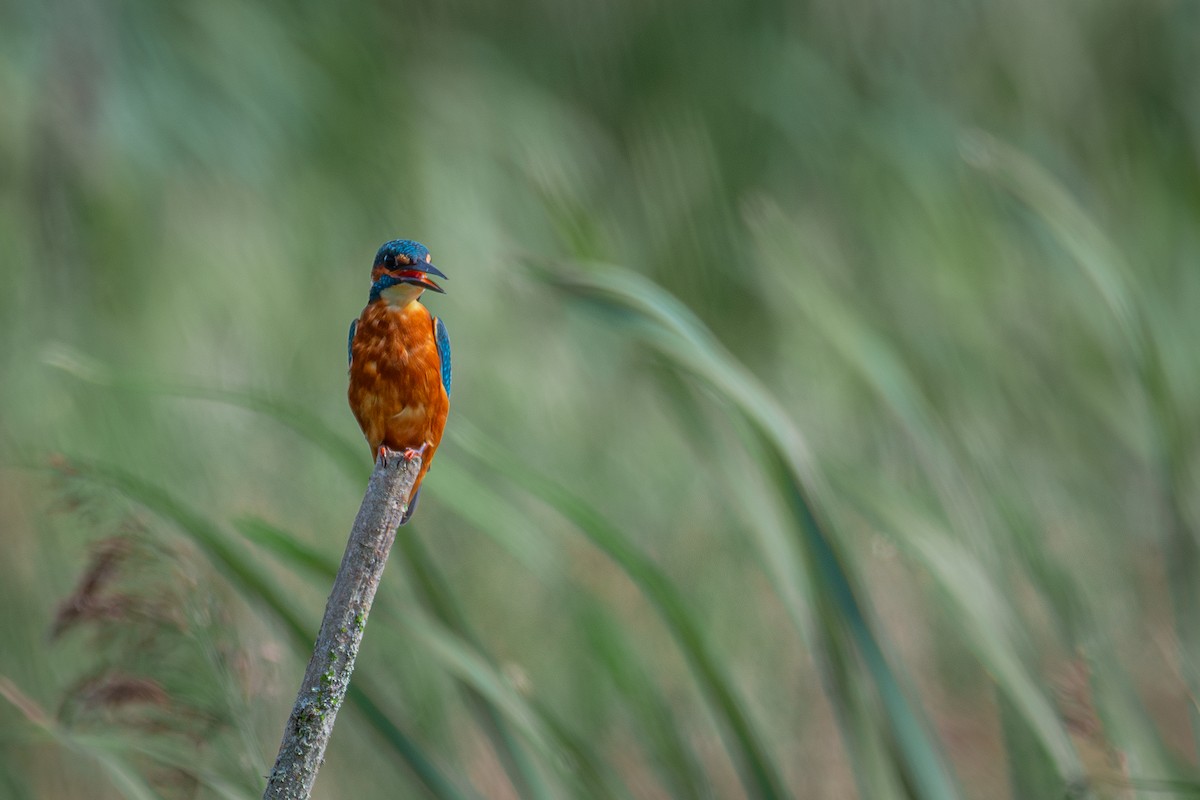 Common Kingfisher - ML623763865