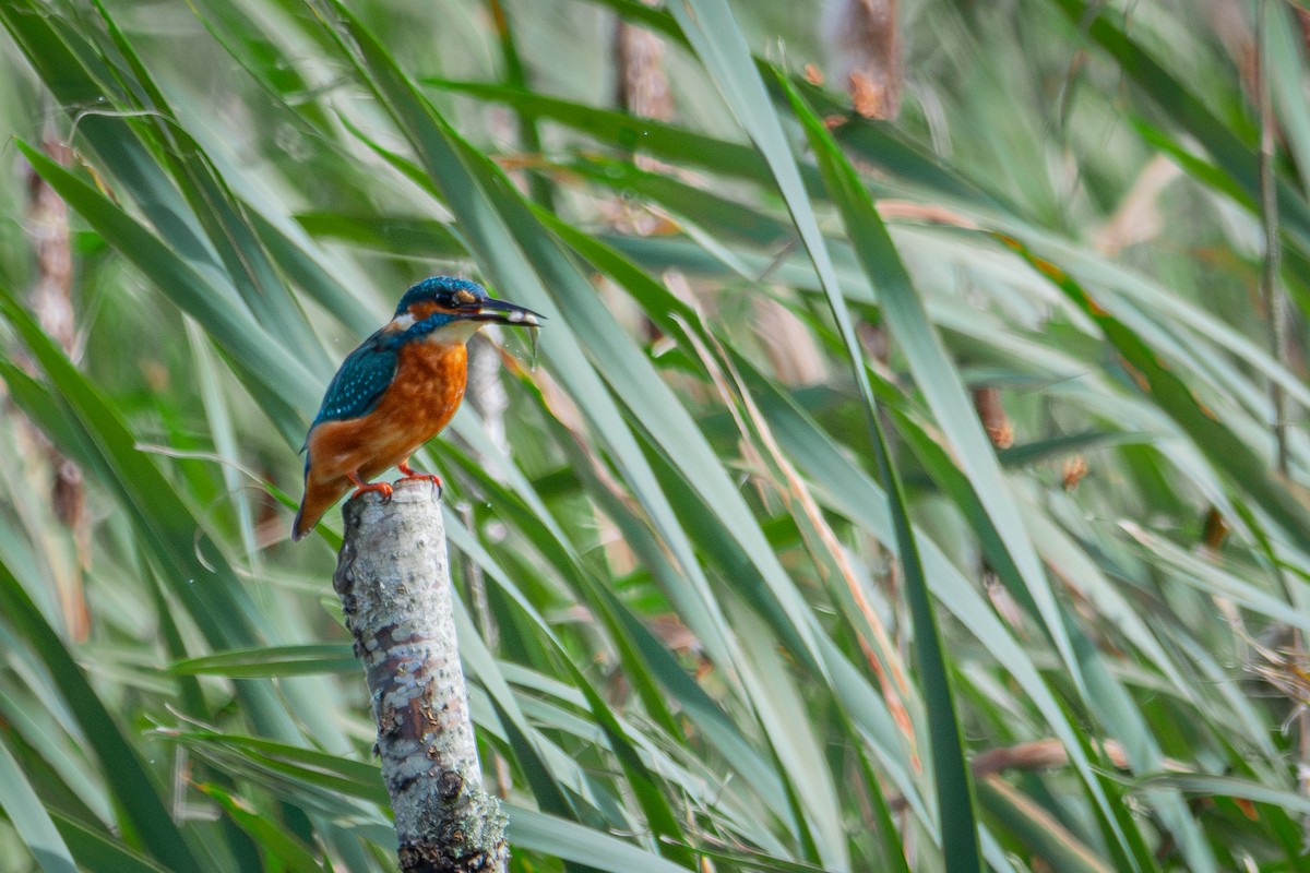 Common Kingfisher - ML623763866