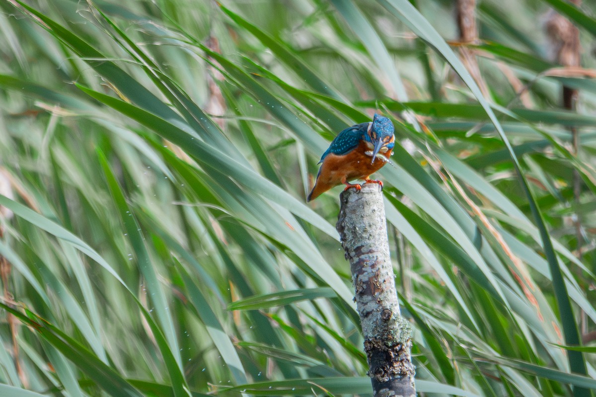 Common Kingfisher - ML623763867