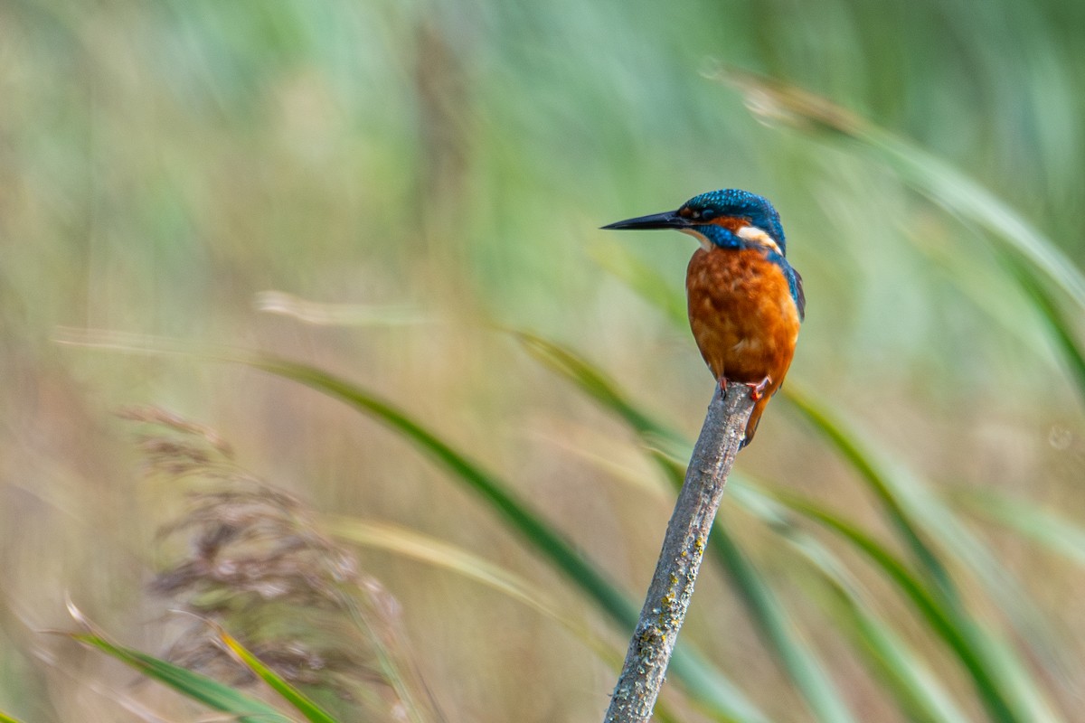 Common Kingfisher - ML623763868