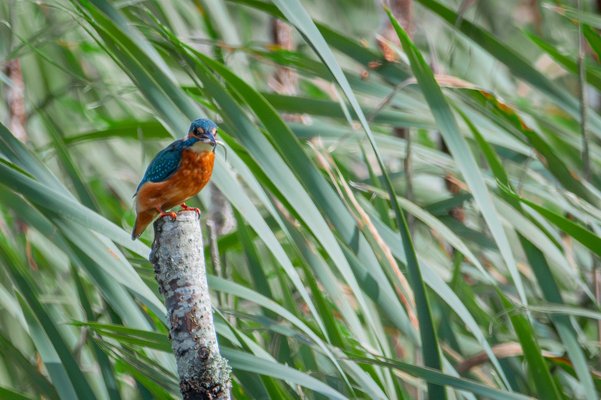 Common Kingfisher - ML623763869