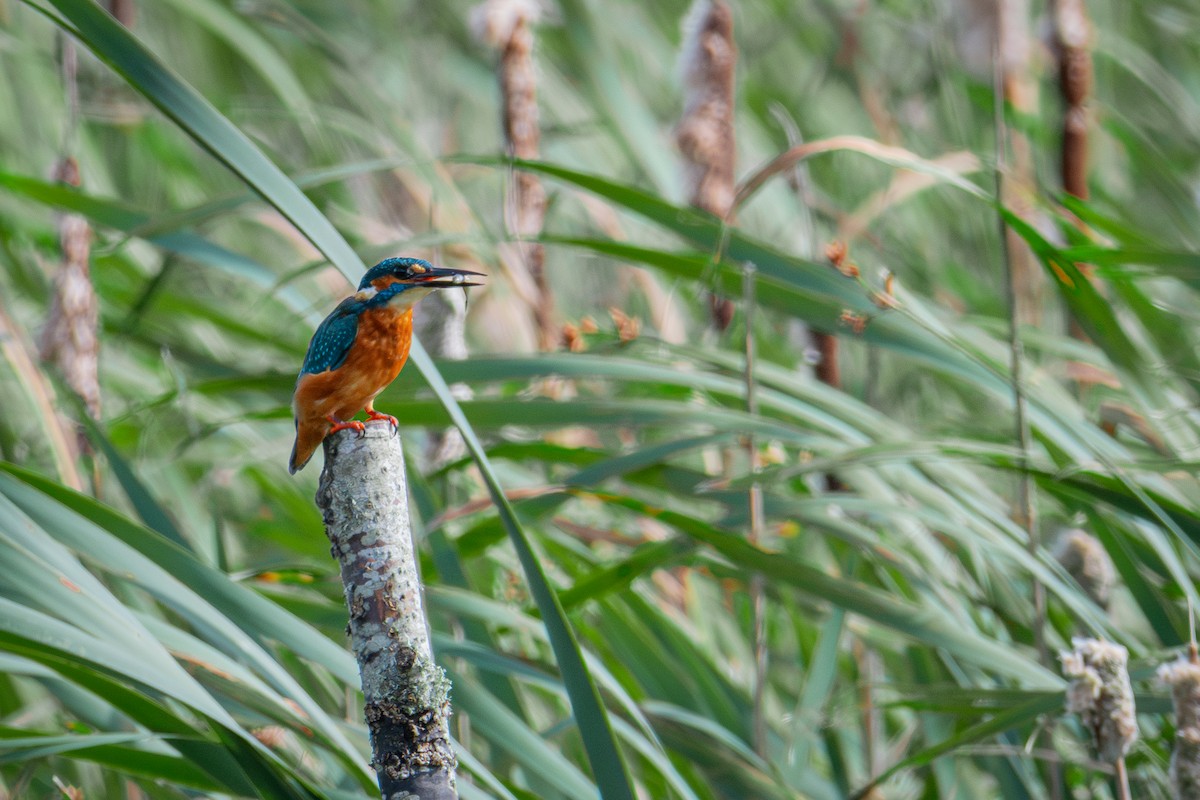 Common Kingfisher - ML623763870