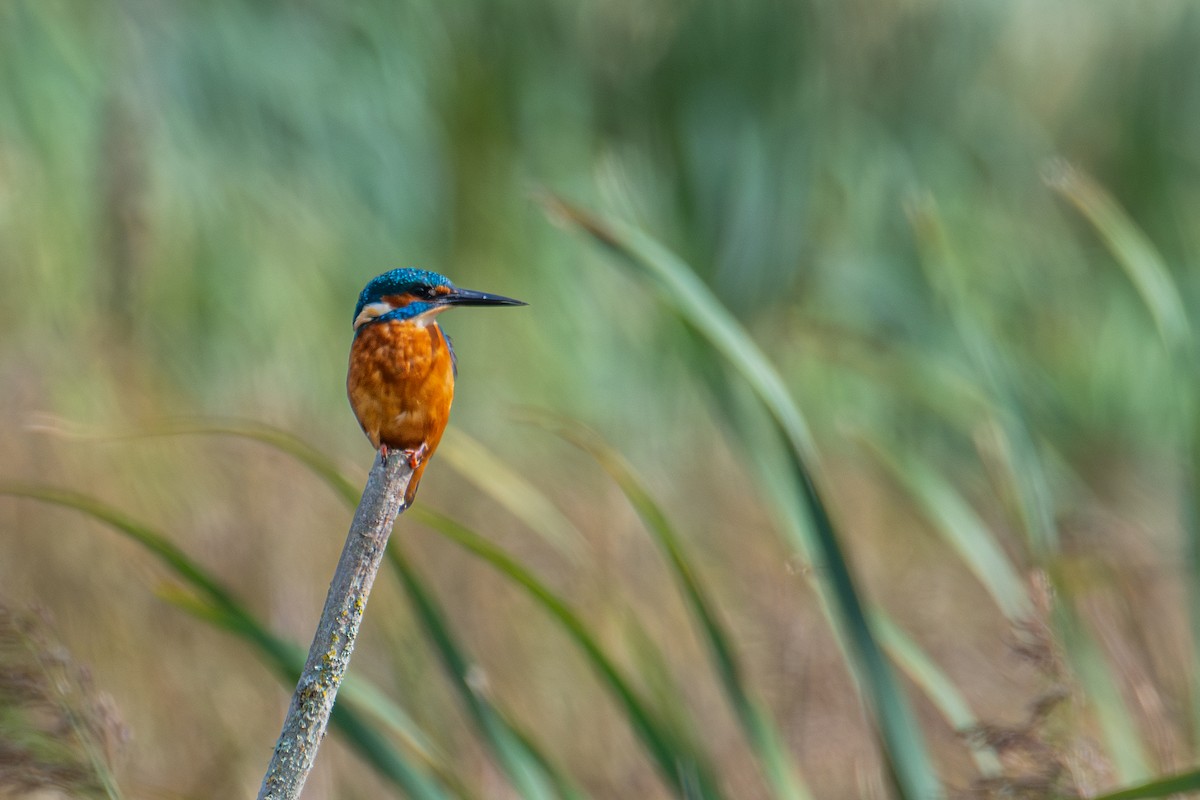 Martin-pêcheur d'Europe - ML623763871