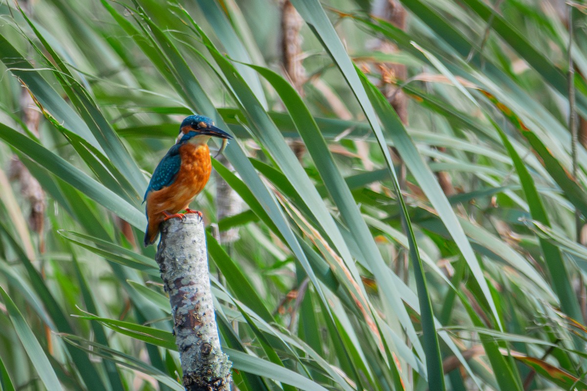 Common Kingfisher - ML623763872