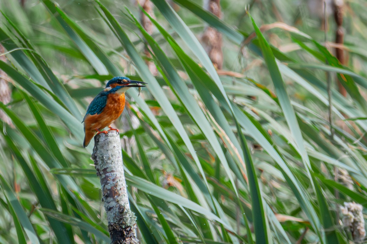 Common Kingfisher - ML623763873