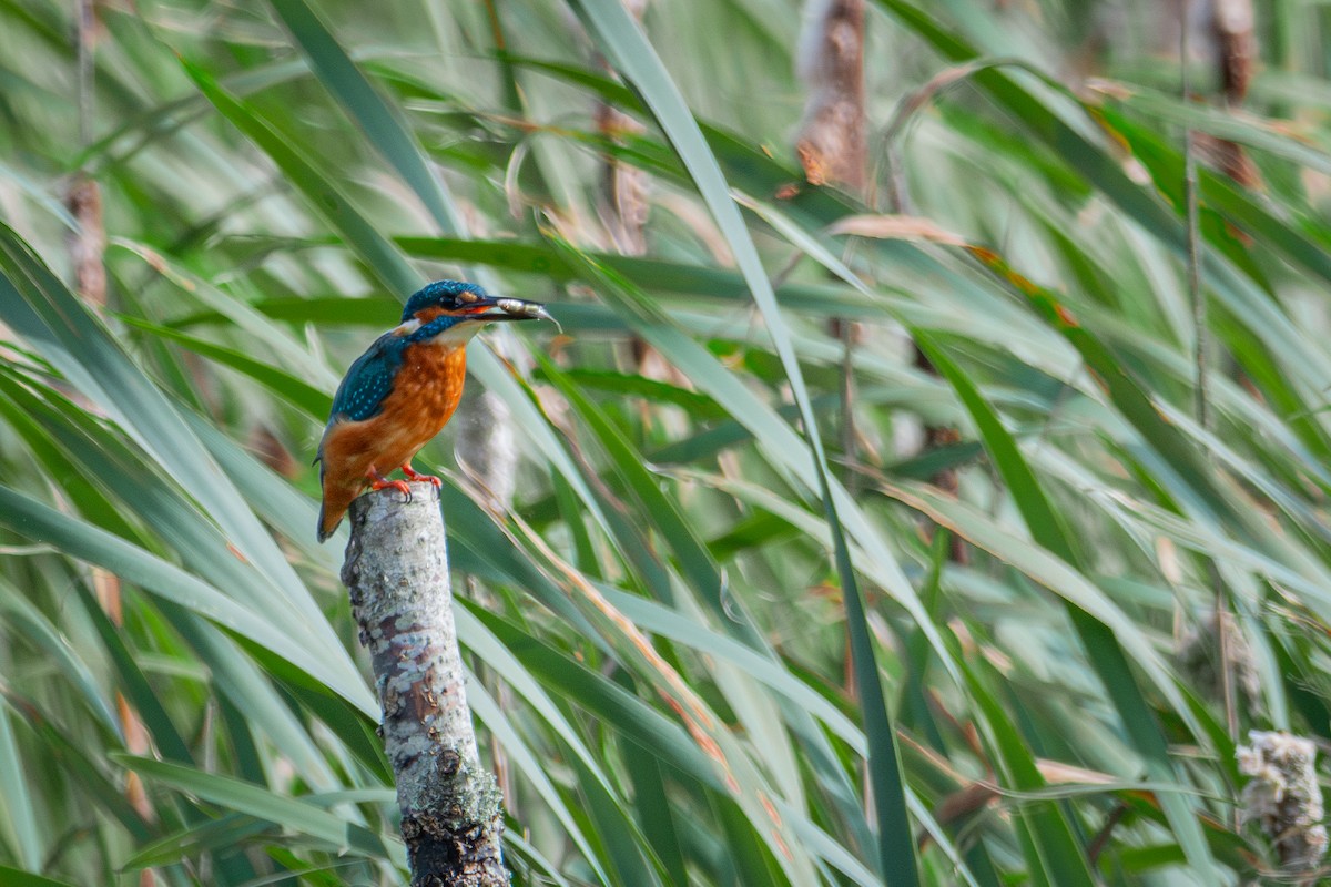 Common Kingfisher - ML623763874