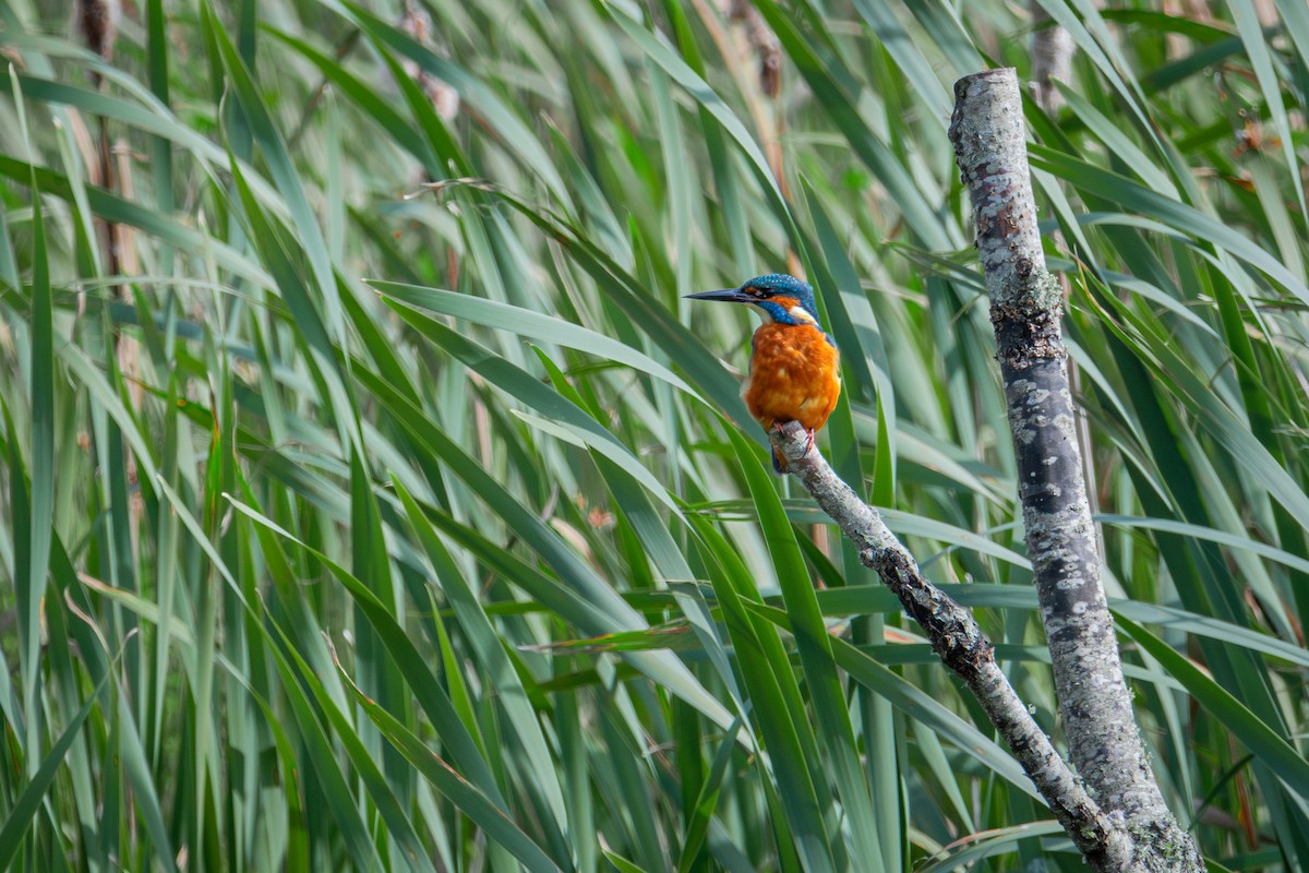 Common Kingfisher - ML623763878