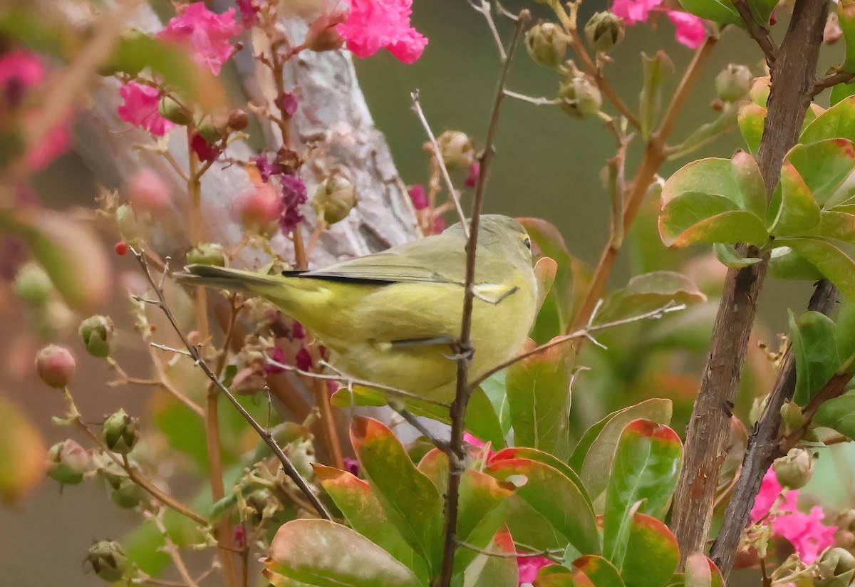 Orange-crowned Warbler (Gray-headed) - ML623763884