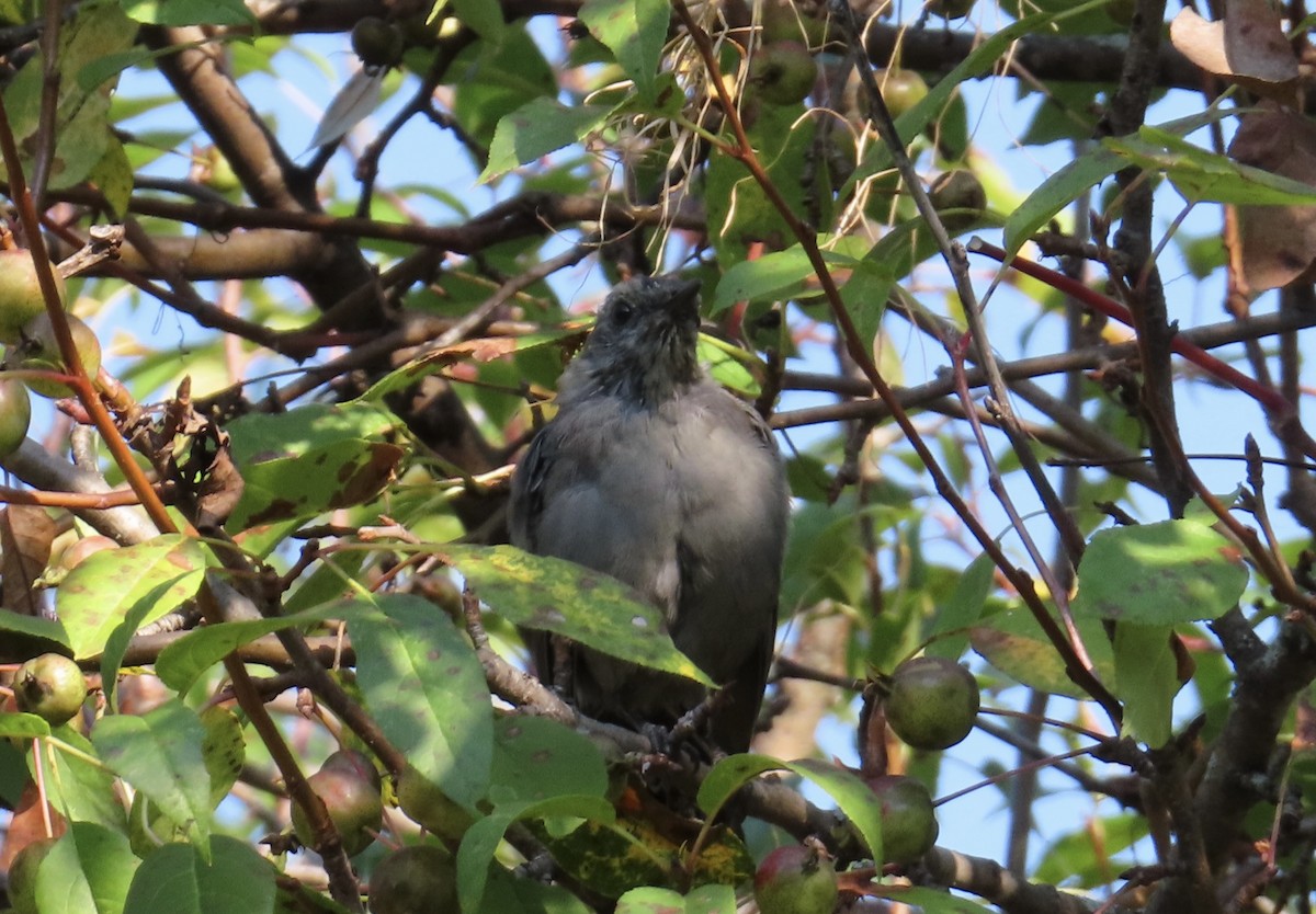 Gray Catbird - ML623763891