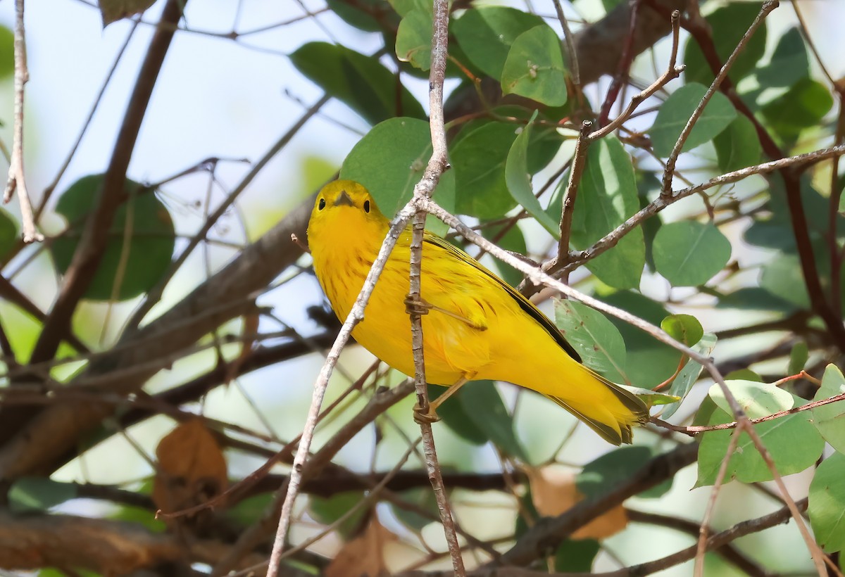 Yellow Warbler - ML623763894