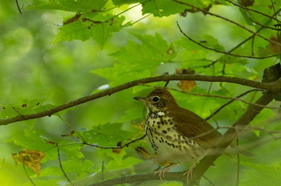 Wood Thrush - ML623763897