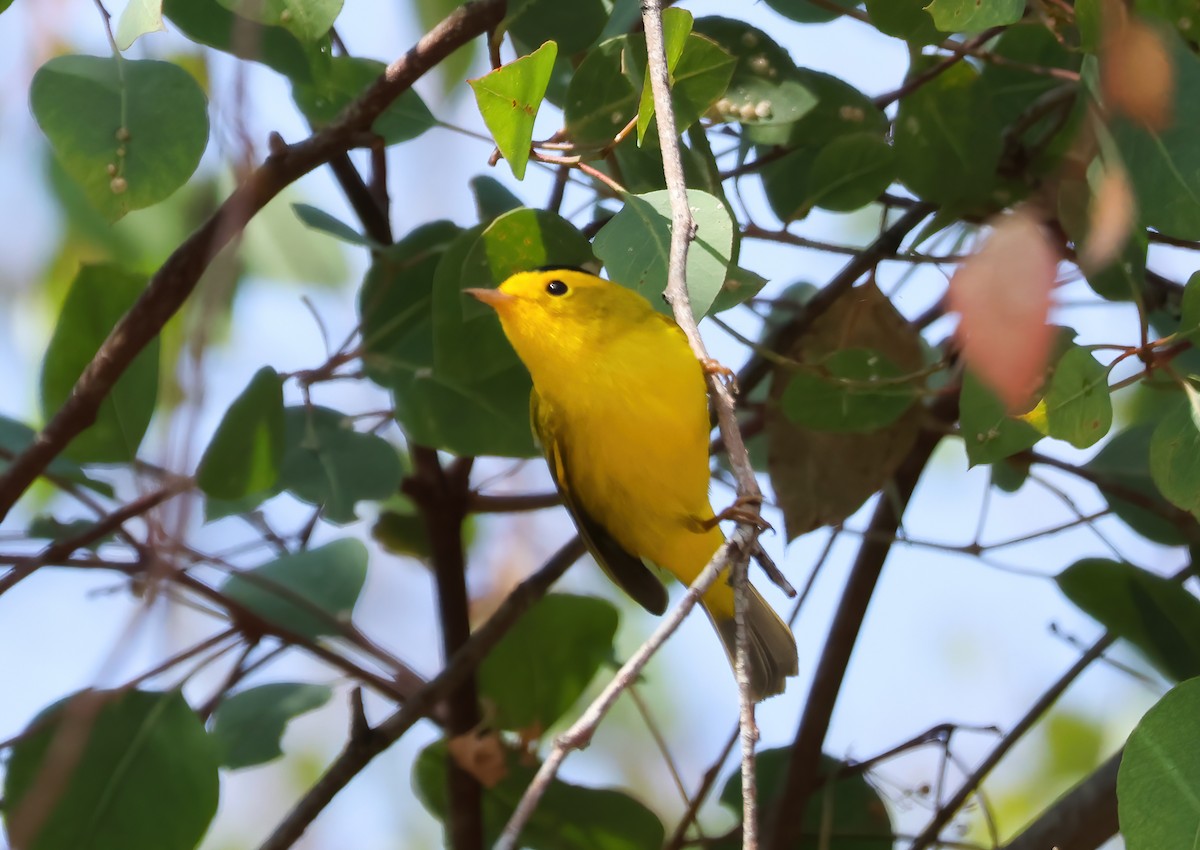 Wilson's Warbler - ML623763899