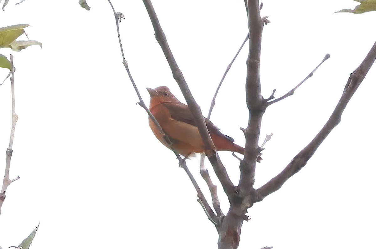 Summer Tanager - ML623763909