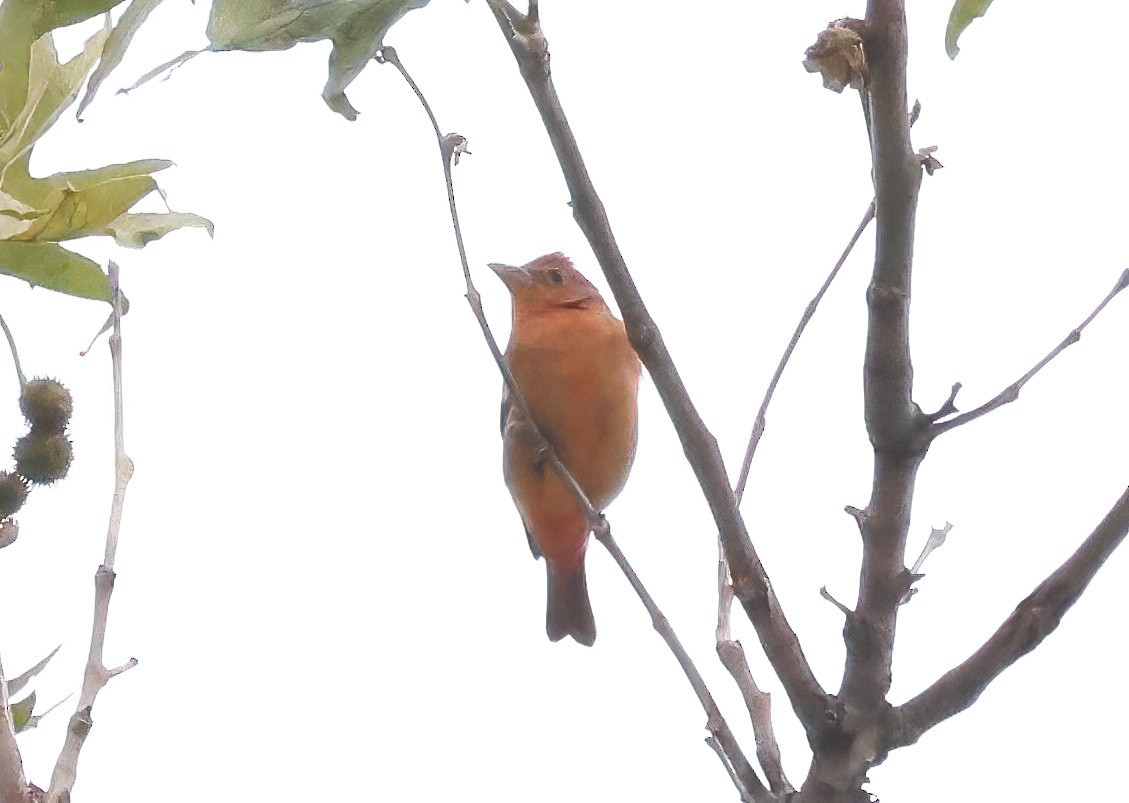 Summer Tanager - ML623763910