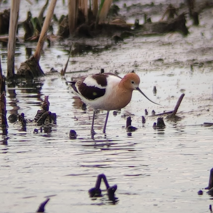 American Avocet - ML623763931