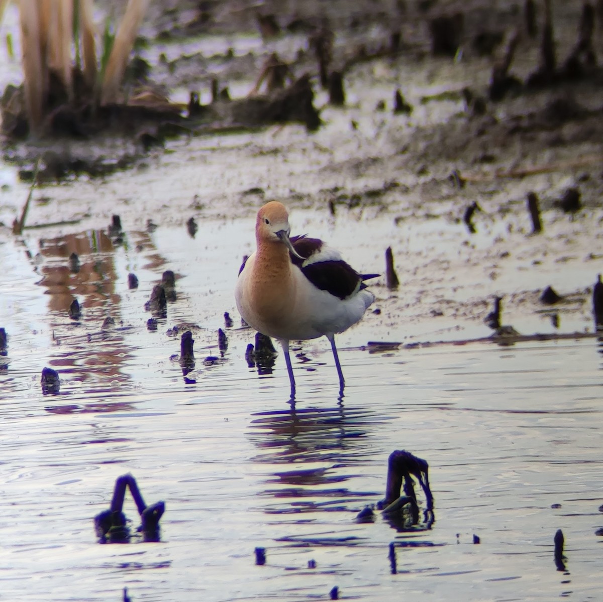 American Avocet - Robin Holm