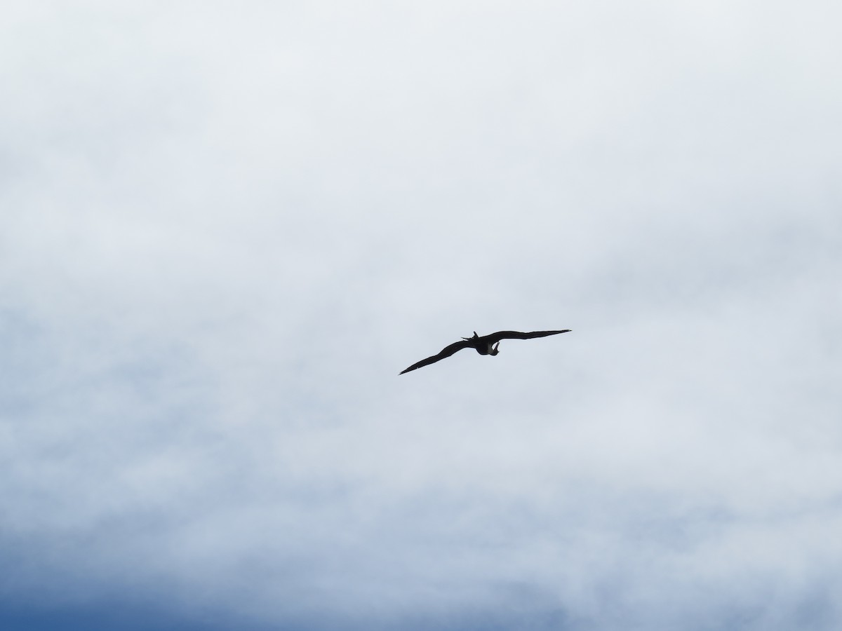 Great Frigatebird - ML623763964