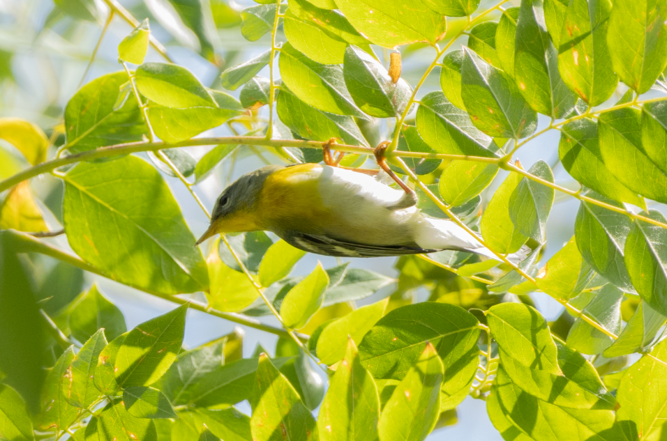 Northern Parula - ML623763988