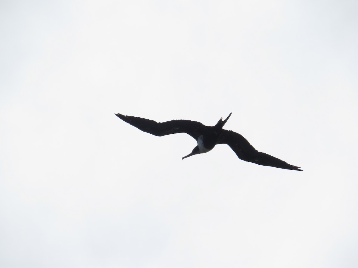 Great Frigatebird - ML623764001