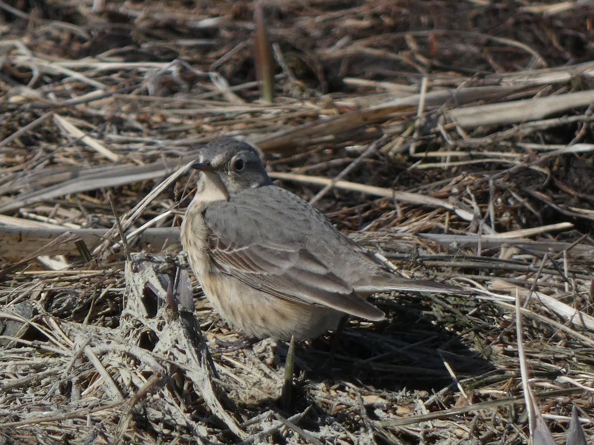 American Pipit - ML623764010