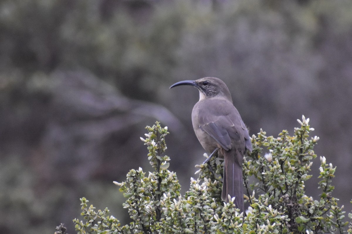 California Thrasher - ML623764015