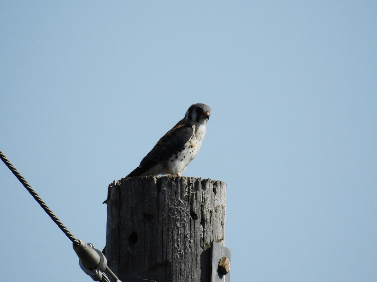 American Kestrel - ML623764018