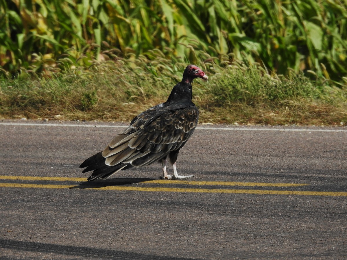 Turkey Vulture - ML623764023