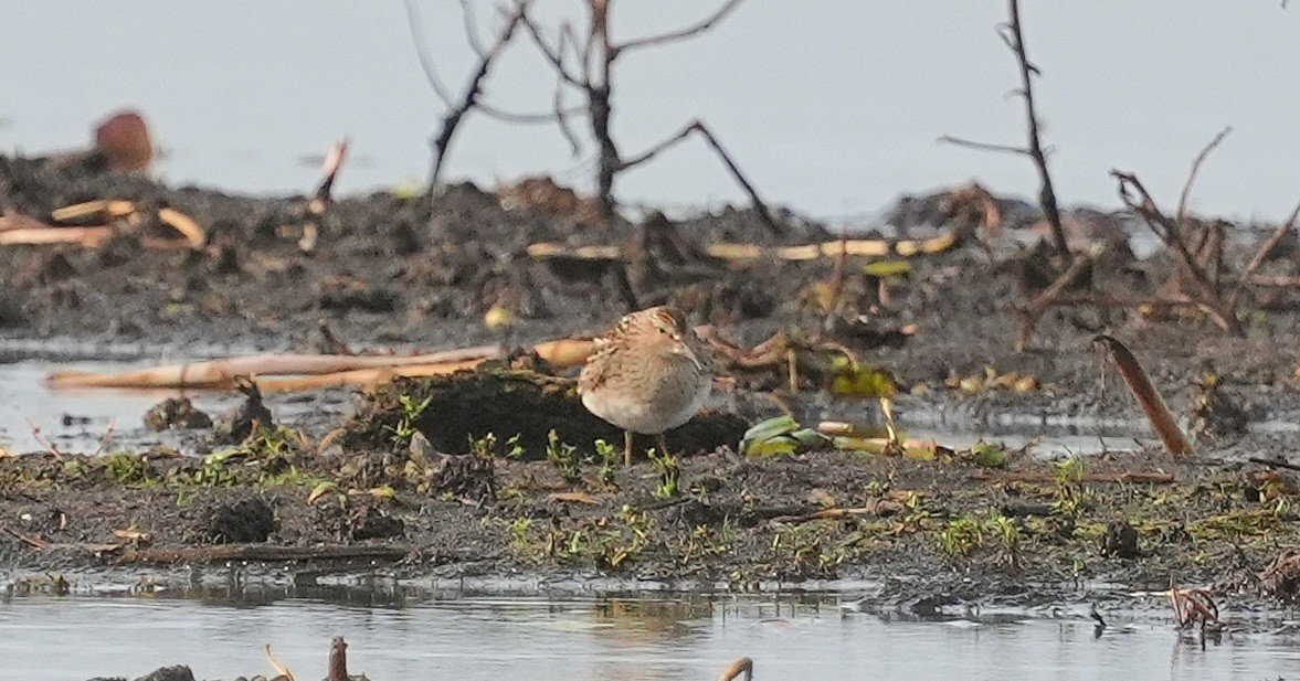 Semipalmated Sandpiper - ML623764050