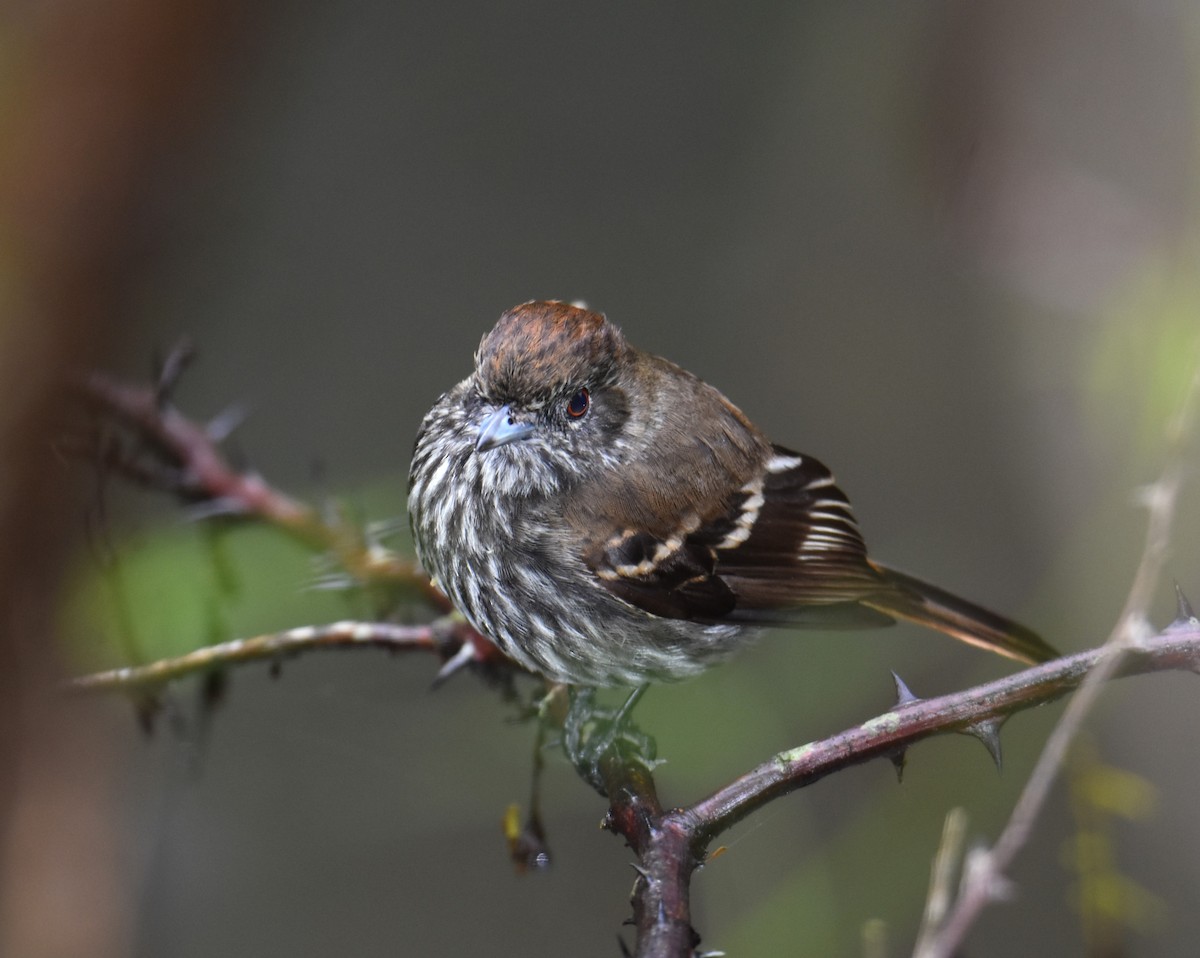 Blue-billed Black-Tyrant - ML623764066