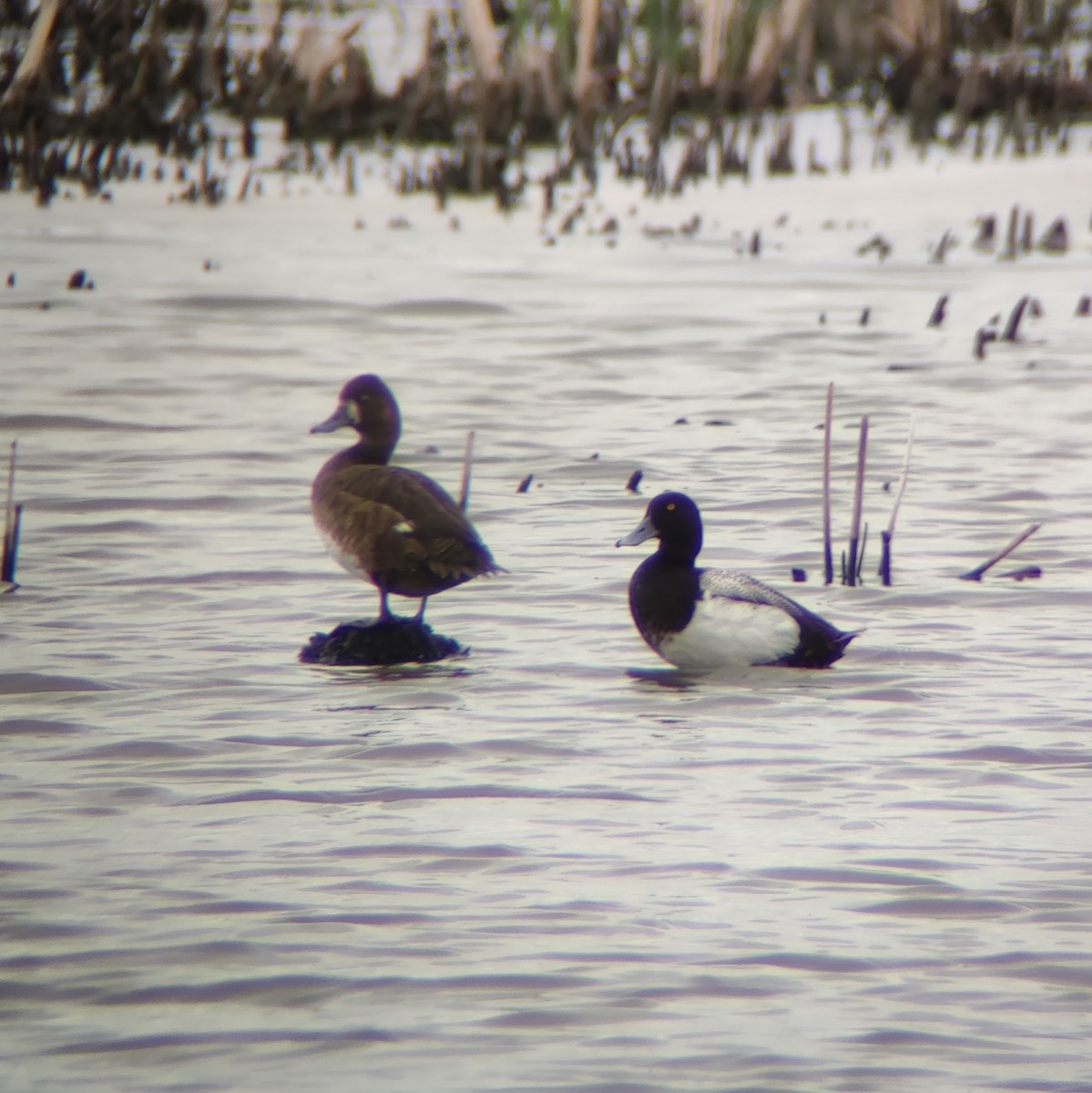 Lesser Scaup - ML623764087