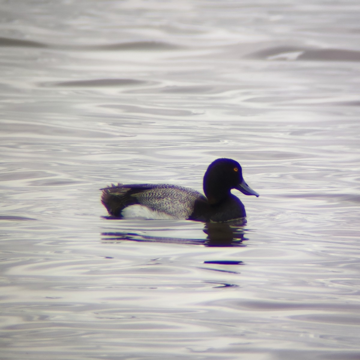 Lesser Scaup - ML623764088