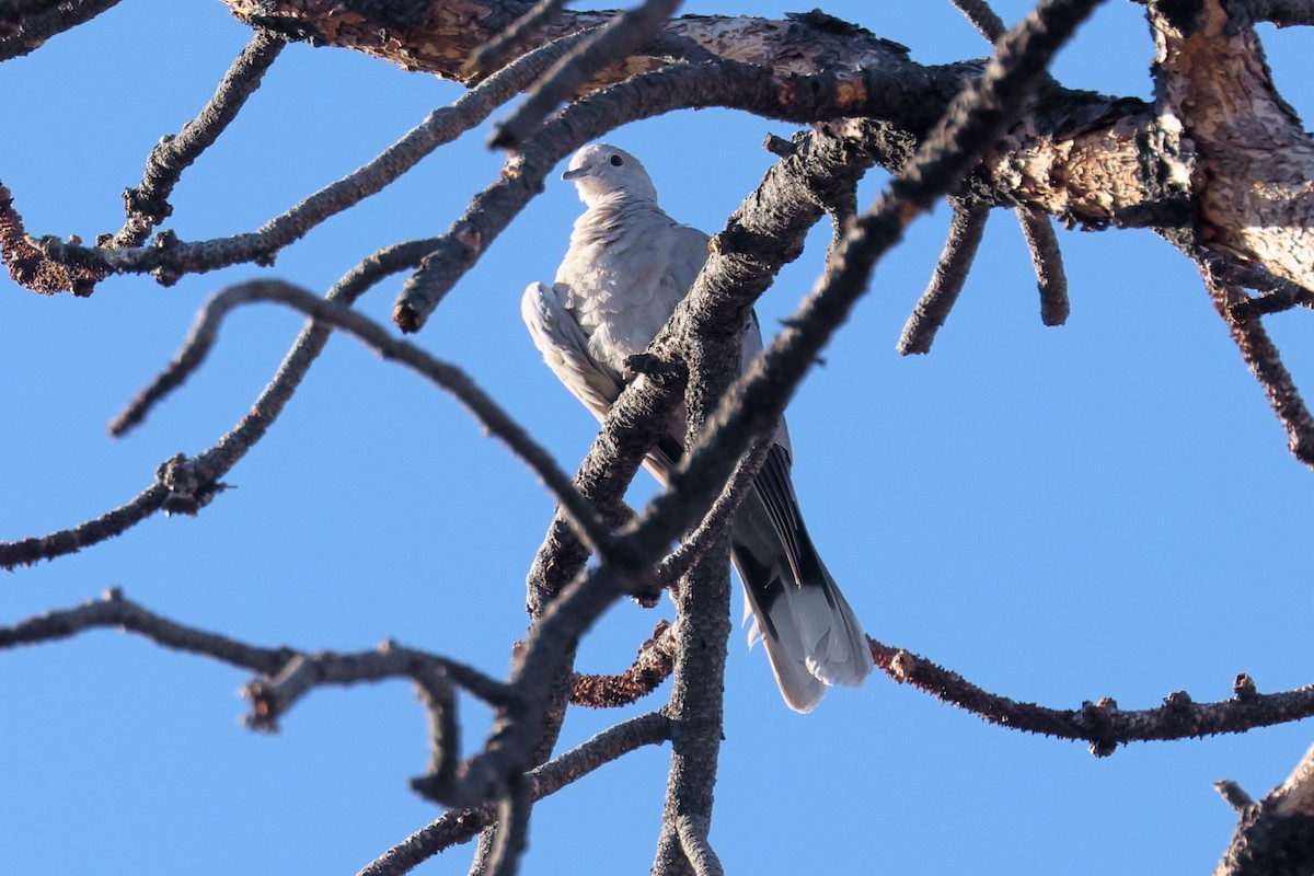 Eurasian Collared-Dove - ML623764089