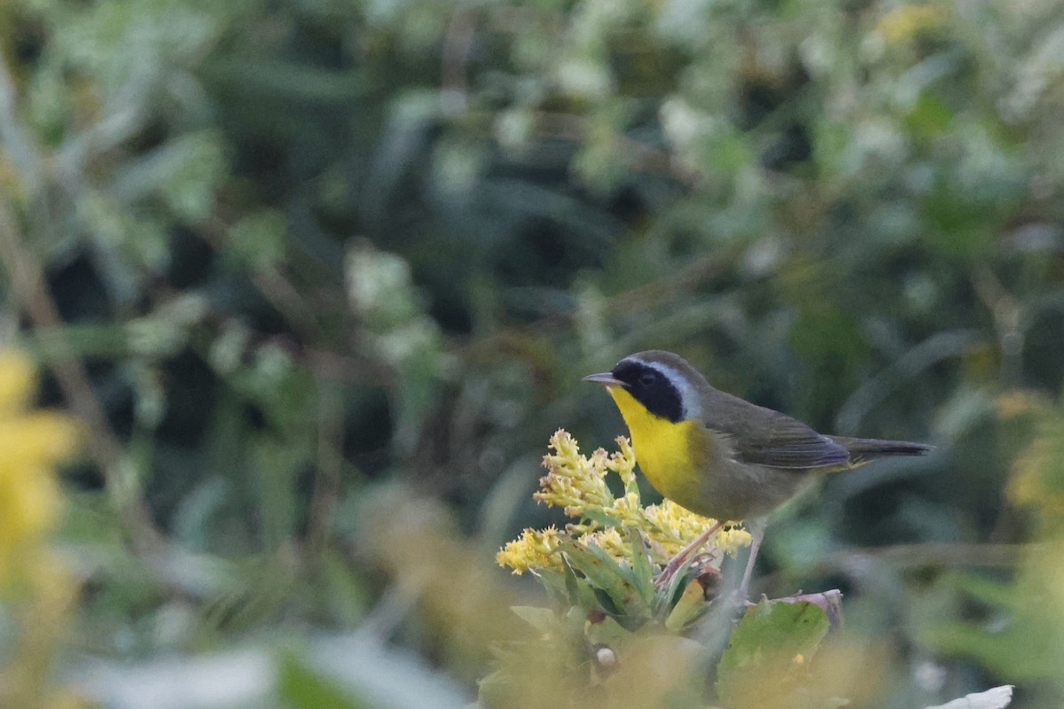 Common Yellowthroat - ML623764105