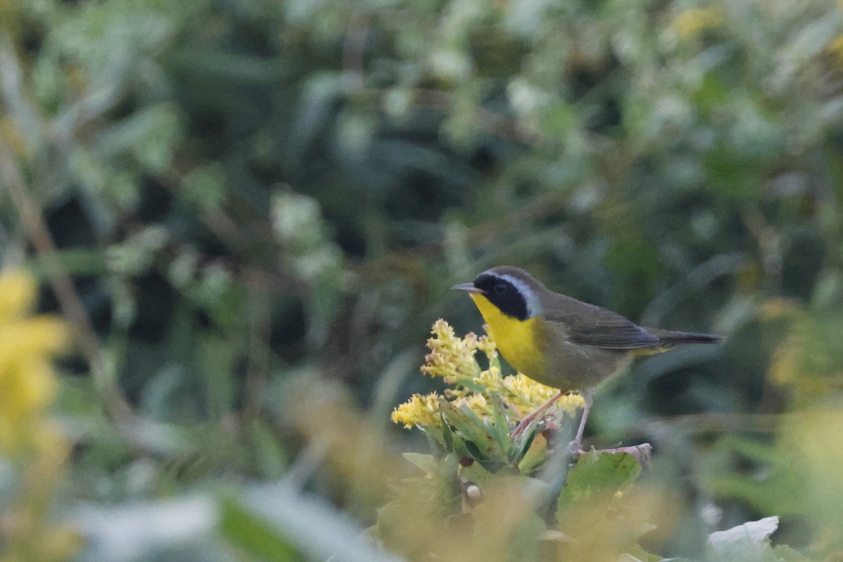 Common Yellowthroat - Larry Therrien