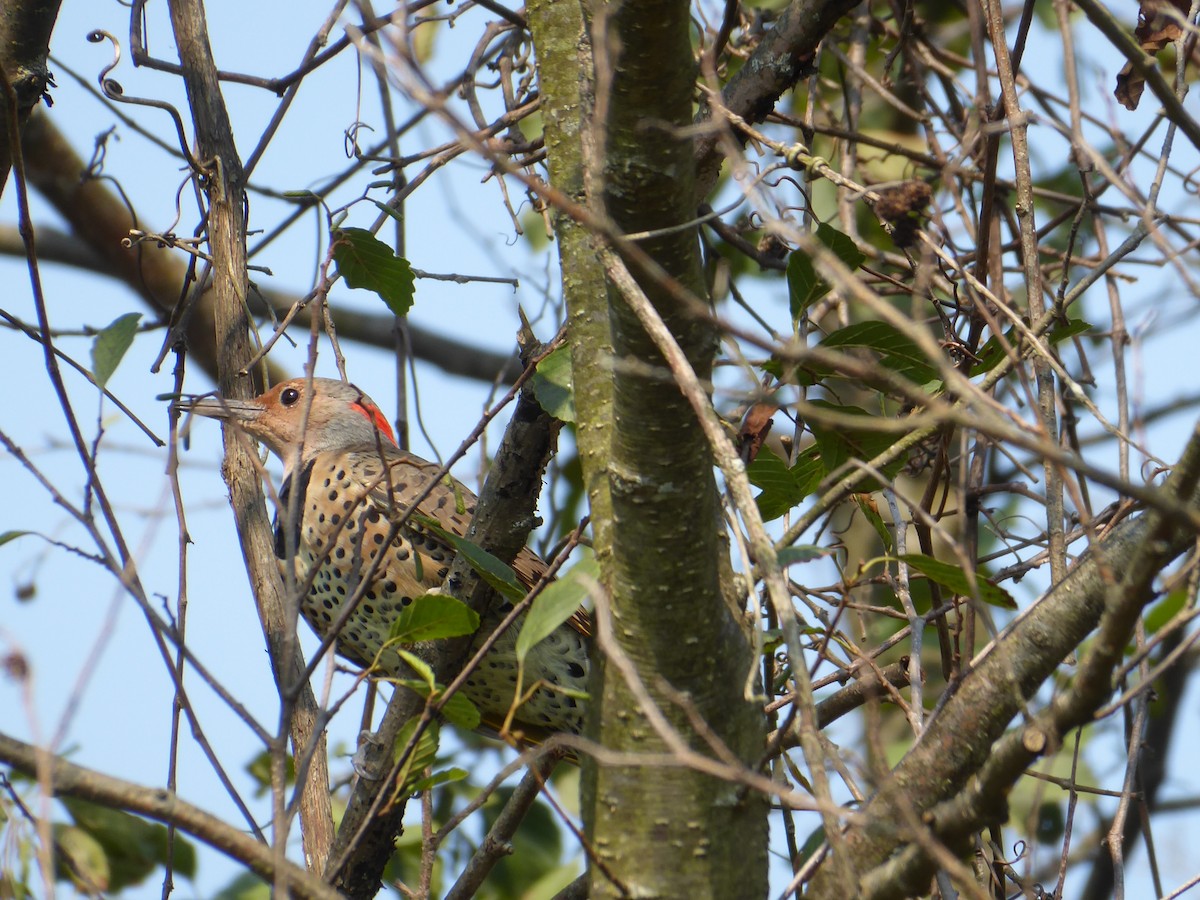 Northern Flicker - M. Jordan