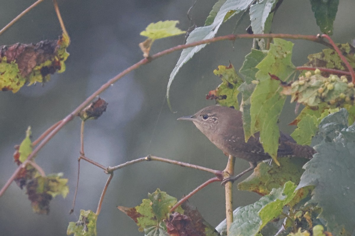 House Wren (Northern) - ML623764114