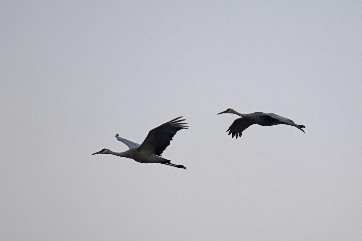 Sandhill Crane - ML623764139