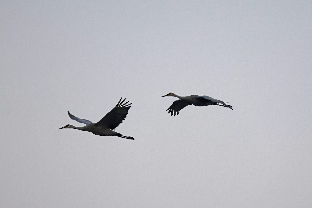 Sandhill Crane - ML623764142