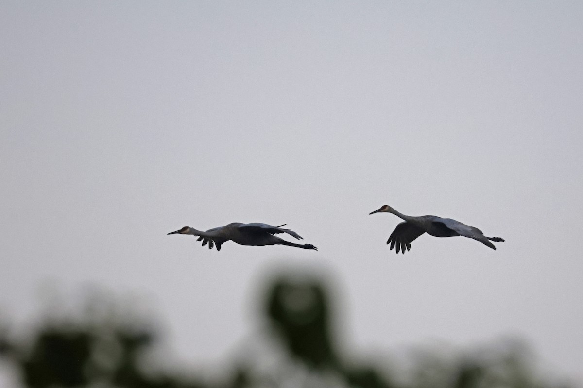 Sandhill Crane - ML623764145