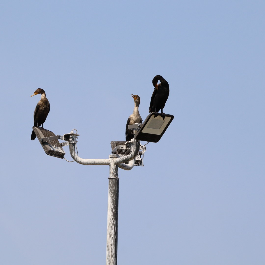 Double-crested Cormorant - Eva D'Amico