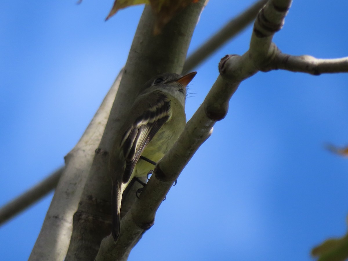 Dusky Flycatcher - ML623764215