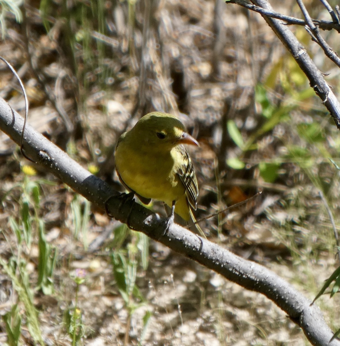 Western Tanager - ML623764248