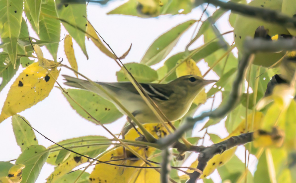 Blackpoll Warbler - ML623764314