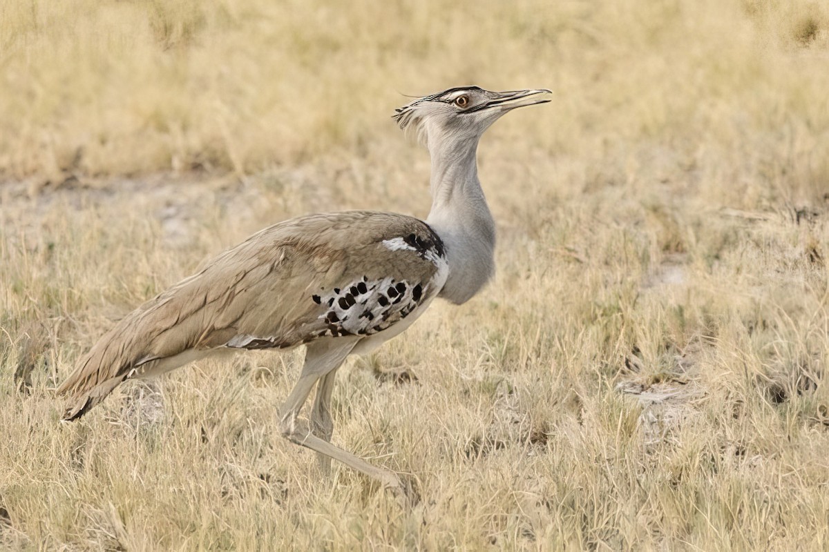 Kori Bustard - ML623764349