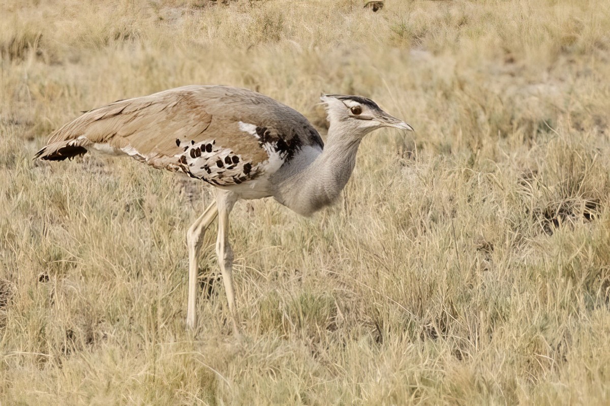 Kori Bustard - ML623764359